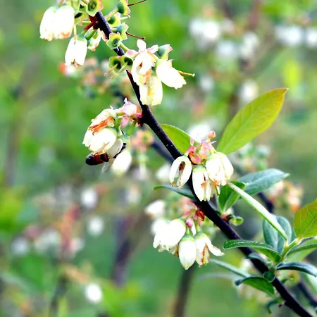 Tenuta Blueberry - Sambuco Apartmán *